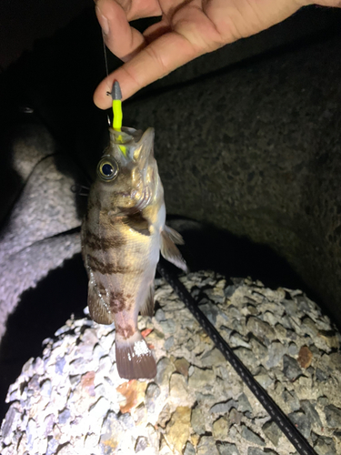 シロメバルの釣果