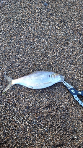 コノシロの釣果