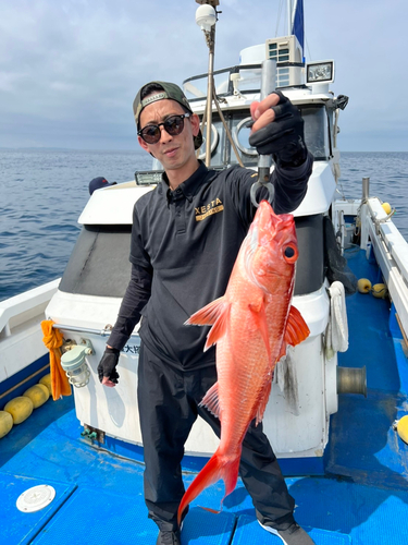 ハマダイの釣果