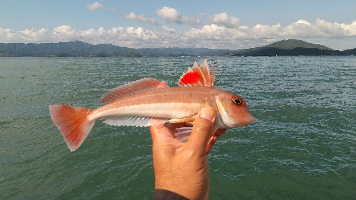 遥の父さんの釣果 3枚目の画像