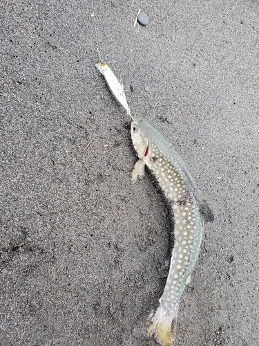 アメマスの釣果