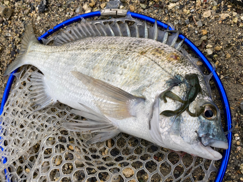 ミナミクロダイの釣果