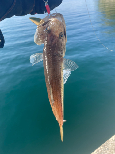 エソの釣果