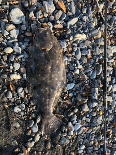 ヒラメの釣果