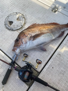 マダイの釣果