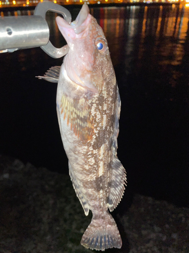 アイナメの釣果