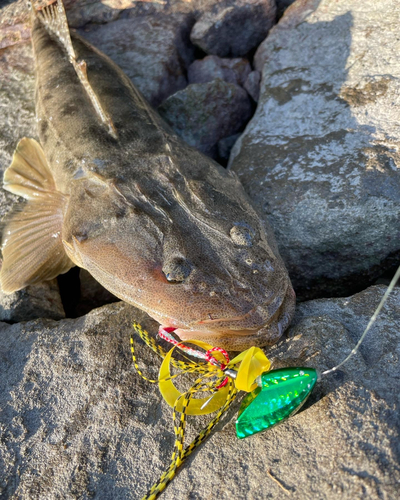 マゴチの釣果