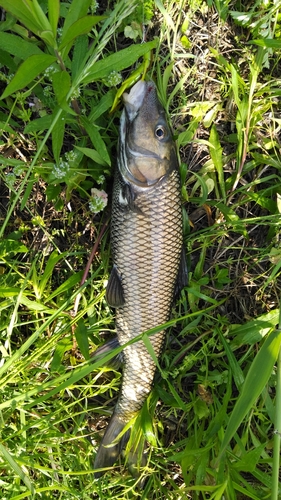 ニゴイの釣果