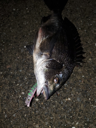 チヌの釣果