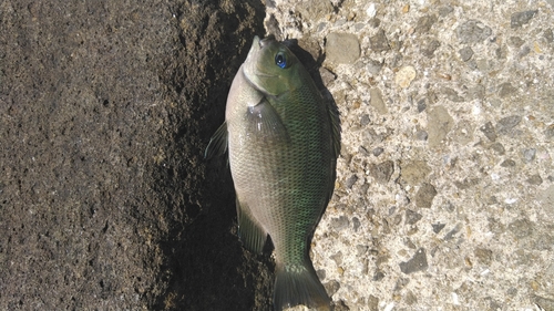 メジナの釣果