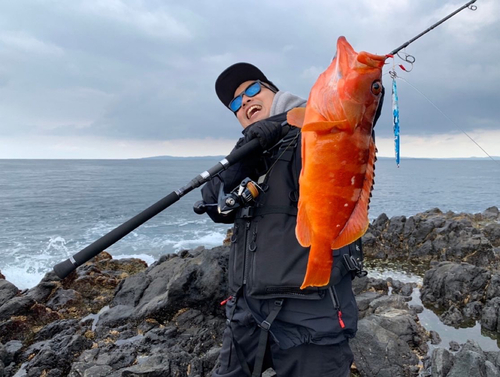 アカハタの釣果