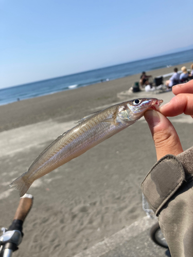 キスの釣果