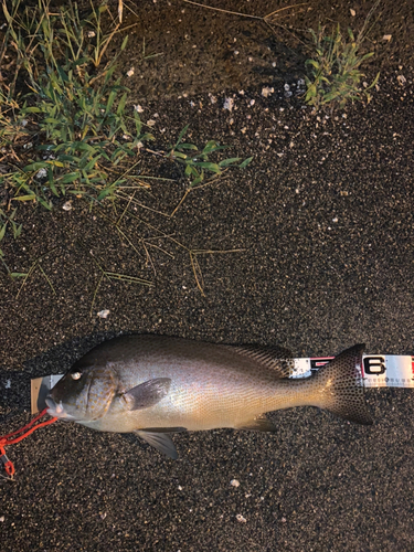 コロダイの釣果