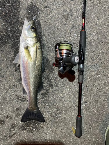 セイゴ（マルスズキ）の釣果