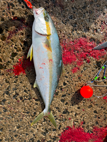 ヒラマサの釣果