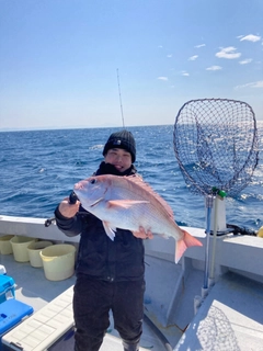 マダイの釣果