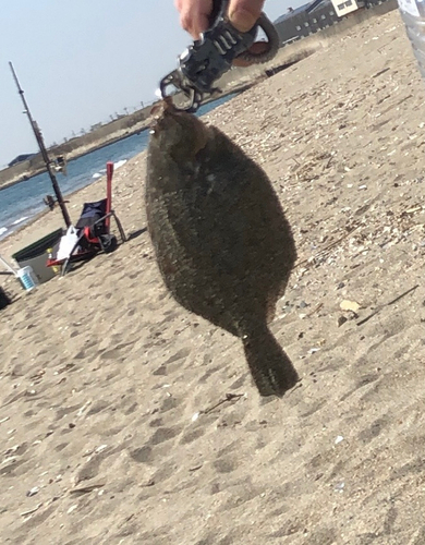 カレイの釣果