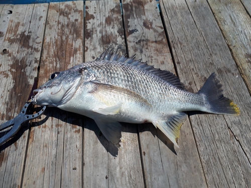 キビレの釣果