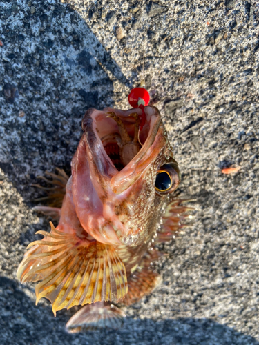 カサゴの釣果