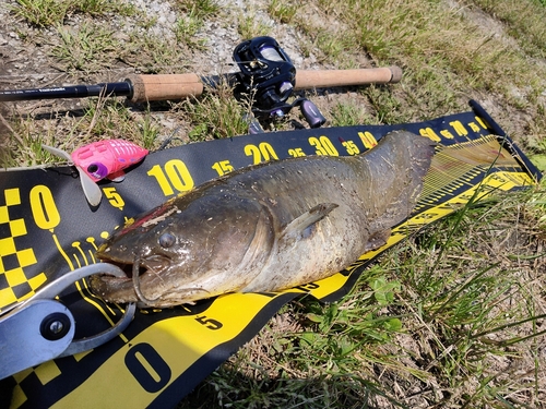 ナマズの釣果