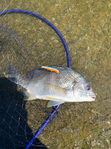 キチヌの釣果