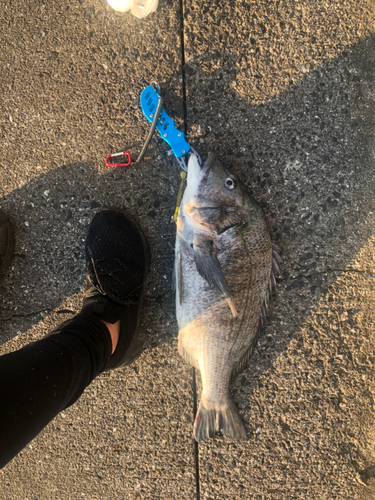 クロダイの釣果