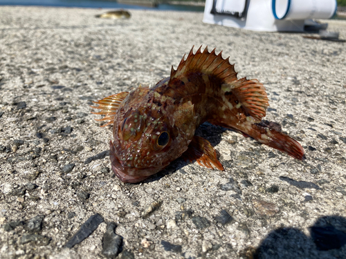 カサゴの釣果