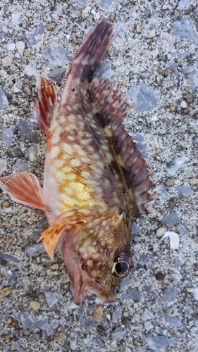 カサゴの釣果