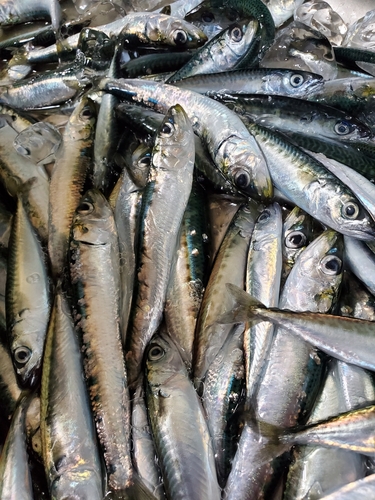 サバの釣果