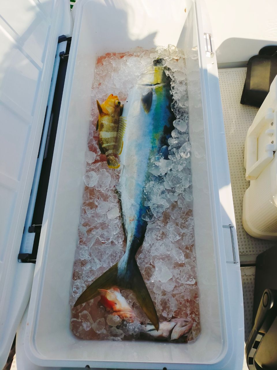 アヤコさんの釣果 3枚目の画像