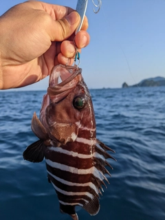 マハタの釣果