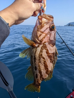 クエの釣果