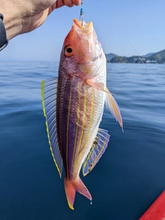 イトヨリダイの釣果