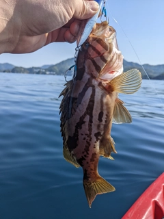 クエの釣果