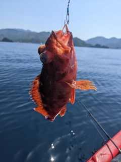 アヤメカサゴの釣果