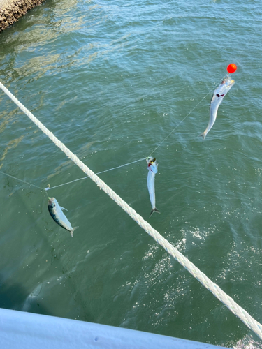 マイワシの釣果