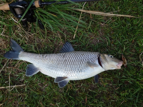 ニゴイの釣果