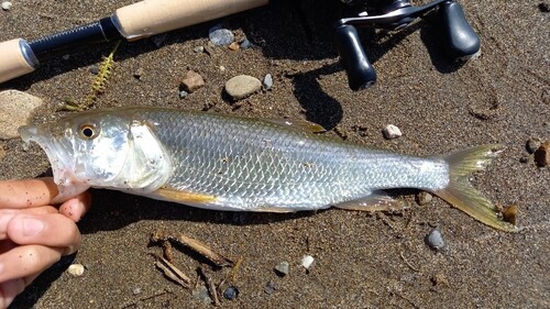 ハスの釣果