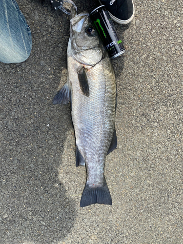 ヒラスズキの釣果