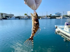 マハゼの釣果