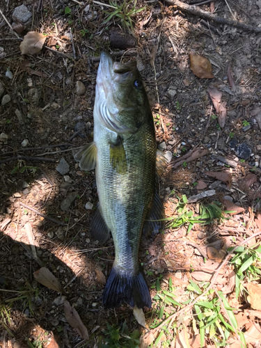 ラージマウスバスの釣果