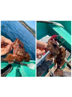 ガシラの釣果