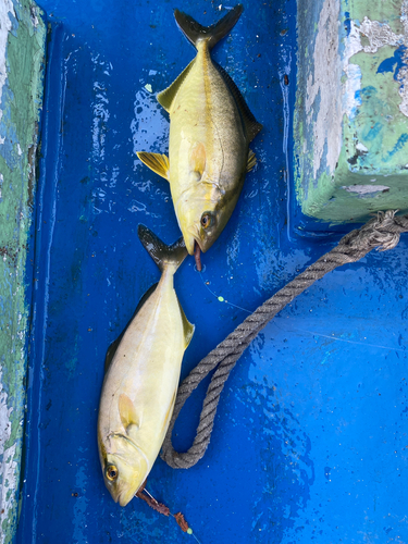 カンパチの釣果