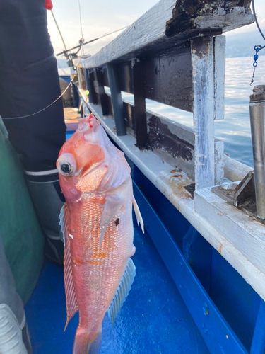 アマダイの釣果