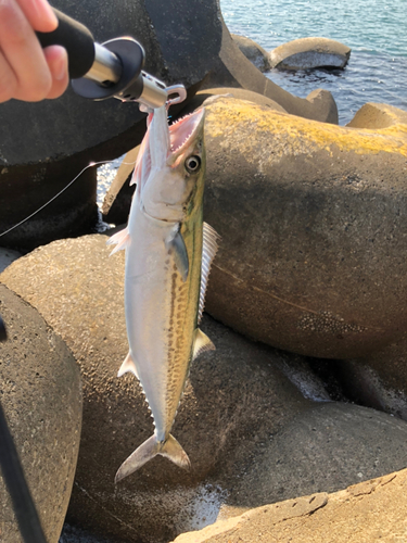 サワラの釣果