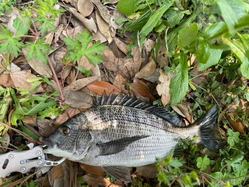 クロダイの釣果