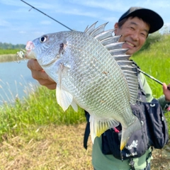 キチヌの釣果