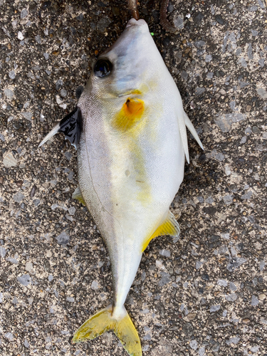 ギマの釣果