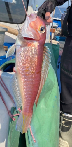 アマダイの釣果