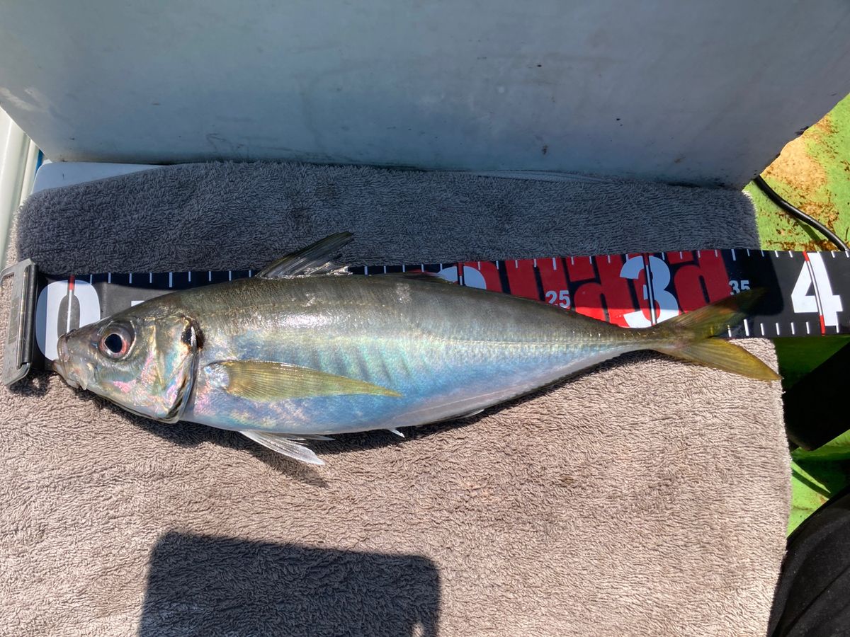 ハタタテハゼさんの釣果 2枚目の画像